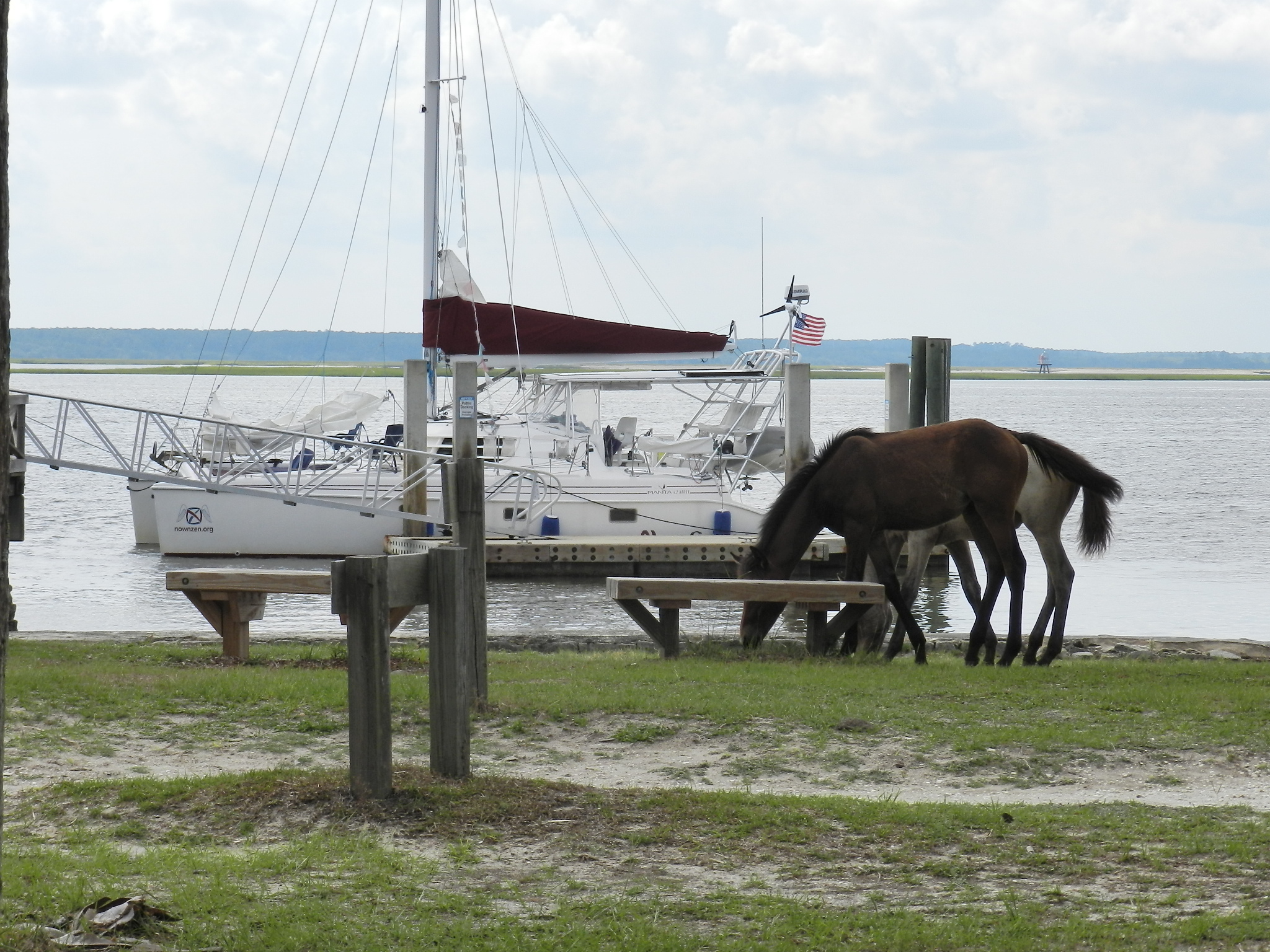 Wild horses grazing beside Now and Zen catamaran docked at Cumberland Island